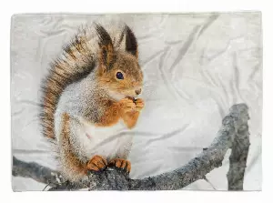 Sinus Art Handtücher »Handtuch Strandhandtuch Saunatuch Kuscheldecke mit Tiermotiv Süßes Eichhörnchen« (1-St), Handtuch